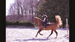 Figure-Eight Jumping Course