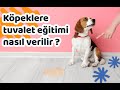 Köpeklere tuvalet eğitimi nasıl verilir ?