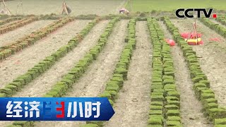 不能断了子孙的根！“草皮镇”重建“米粮仓”「经济半小时」20220621 | CCTV财经