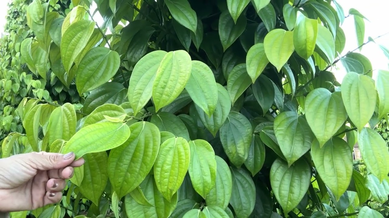 #trongmaydaythichhop