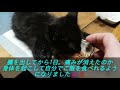 障害子猫の闘病日記④ ~麻痺のある子猫の1日~