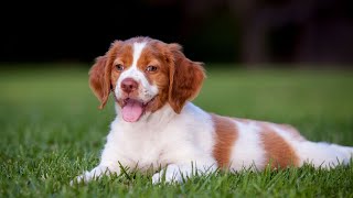 The Best Toys and Games for Keeping Brittany Dogs Engaged and Entertained