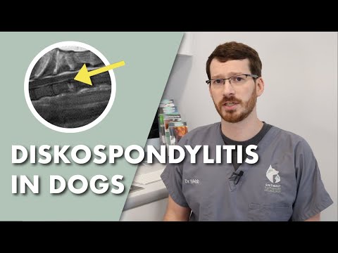 Video: Ask A Vet: My Dog was gediagnosticeerd met spondylose. Wat is het? Wat zal ik doen?