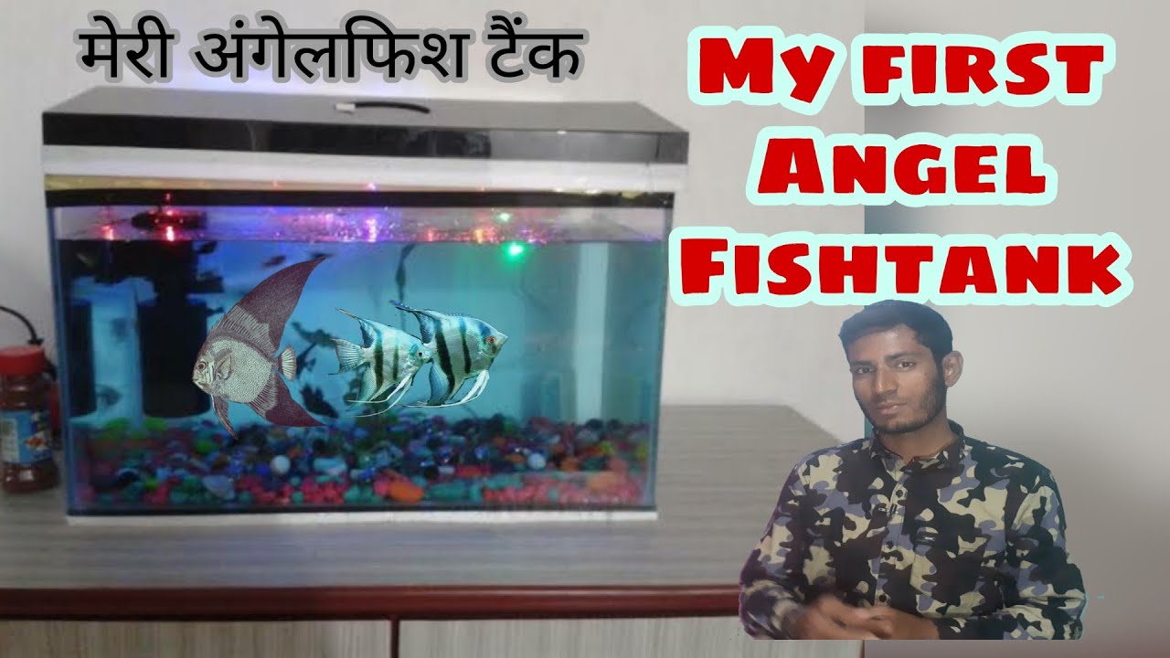 My angelfish aquarium tank urdu& Hindi YouTube