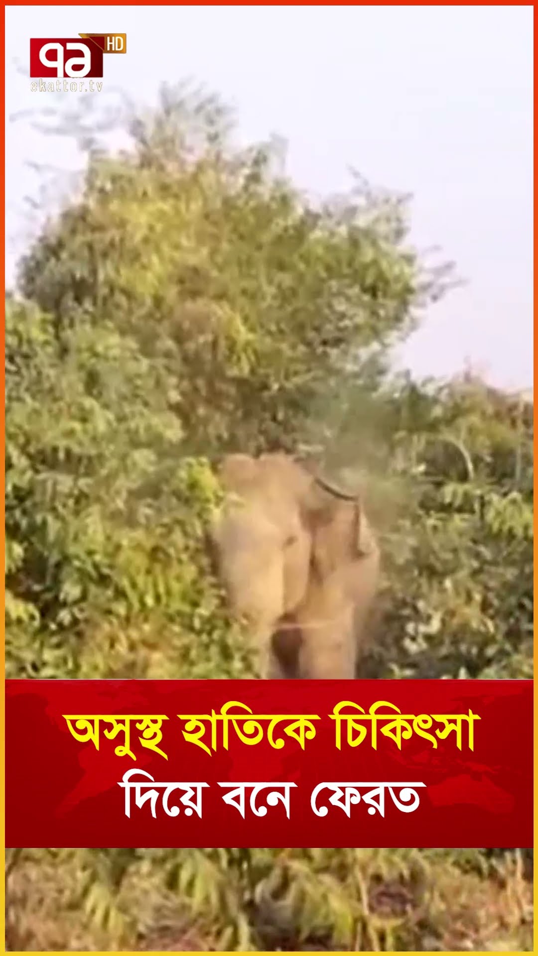 অসুস্থ হাতিকে চিকিৎসা দিয়ে বনে ফেরত
