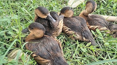Cara Merawat Anak Burung Belibis tidak Terlalu sulit