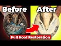 Farrier asmrfull hoof restoration copper sulfate hoof packing satisfying