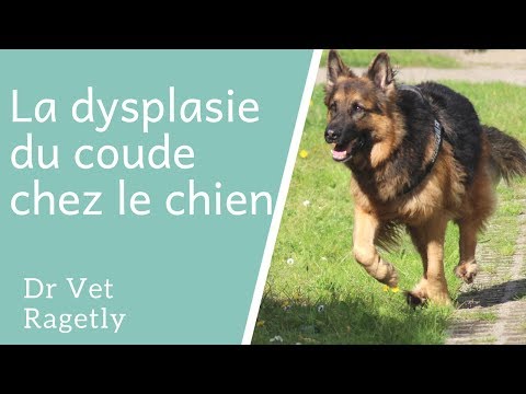 Vidéo: Développement Anormal Du Coude Chez Le Chien