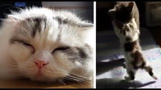 もちとらスペシャル(灰色猫と果敢に戦う生後3か月のもちとら映像入り)