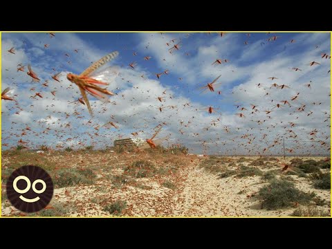 Video: Insecto Escama Californiana Polífago