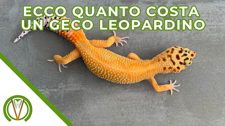 Ecco quanto costa un Geco Leopardino !