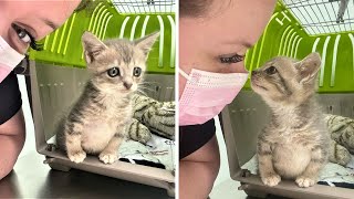 A kitten was rescued when she was dragging outside by TinyPaws 1,488 views 10 days ago 1 minute, 57 seconds