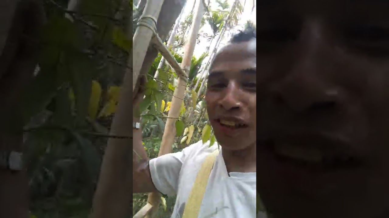 Wild Pepper harvesting in a tree at Riwar areas. How Wild pepper is harvested in Riwar areas
