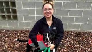 Ralphie is our Adopt-A-bArctic Dog