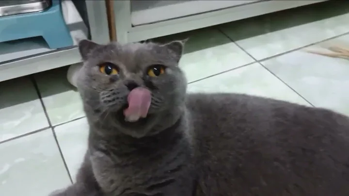 Video 5239561: scottish fold munchkin, scottish fold british, kucing scottish fold, haired munchkin, cat lovers kucing, review