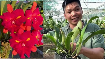 cattleya tem . cat sưu tầm thanh lý Zalo 0386232357 #cattleya #orchid #hoalan 