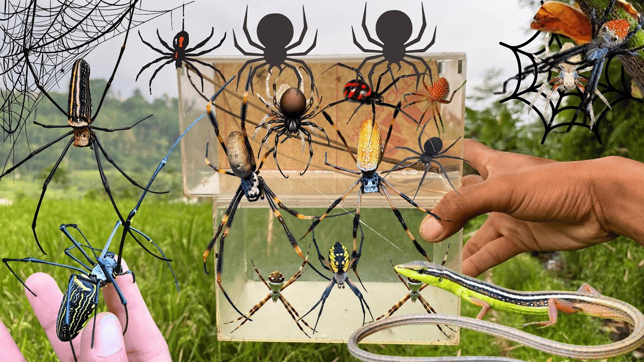Top Spider Hunting In Around Us !! Strawberry Spider, Golden Orb ...