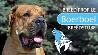 ► Boerboel Breed [2021] Temperament & Training