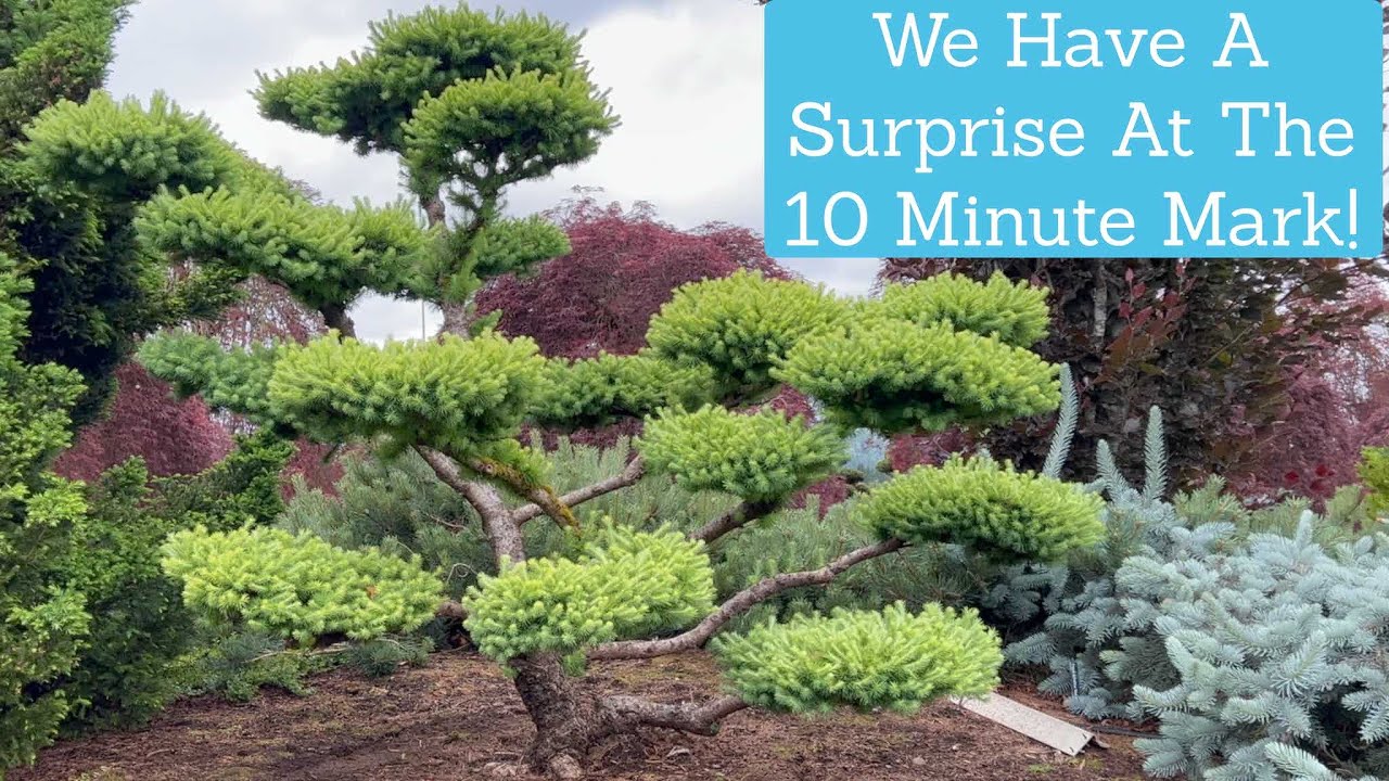 Beautiful Time Of Year In The Gardens! We Have A Surprise For You!!