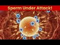 Sperm Attacked by Woman’s Immune System | Inside the Human Body 3D Animation Explained