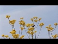 オミナエシの蜜を吸う幸福を呼ぶ蜂「ブルー・ビー」をモネの庭で見つけたよ~♪