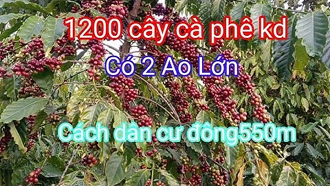 Chỉ 100 triệu/1 sào cà phê kd dt 1,5 h cách đường bê tông dân cư đông 550m cách trường chợ 1,5kn