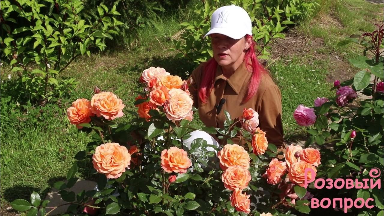 Роза Бельведер Первое цветение - YouTube