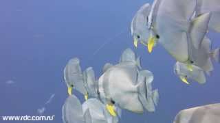 Дайвинг на Самуи. Sail Rock 09/2013.(, 2013-09-13T04:55:04.000Z)
