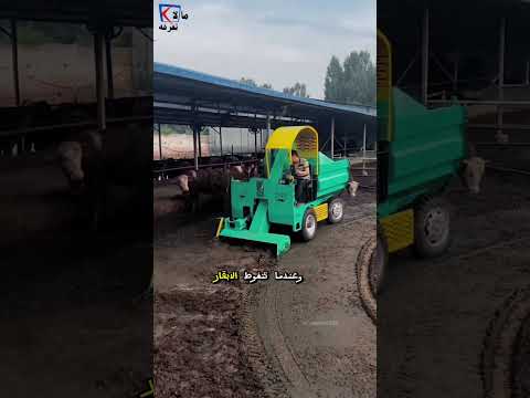 كسب المال من روث البقر في الصين