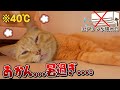 【大ピンチ】エアコン故障。14匹の猫との数日間は想像以上に過酷でした…。