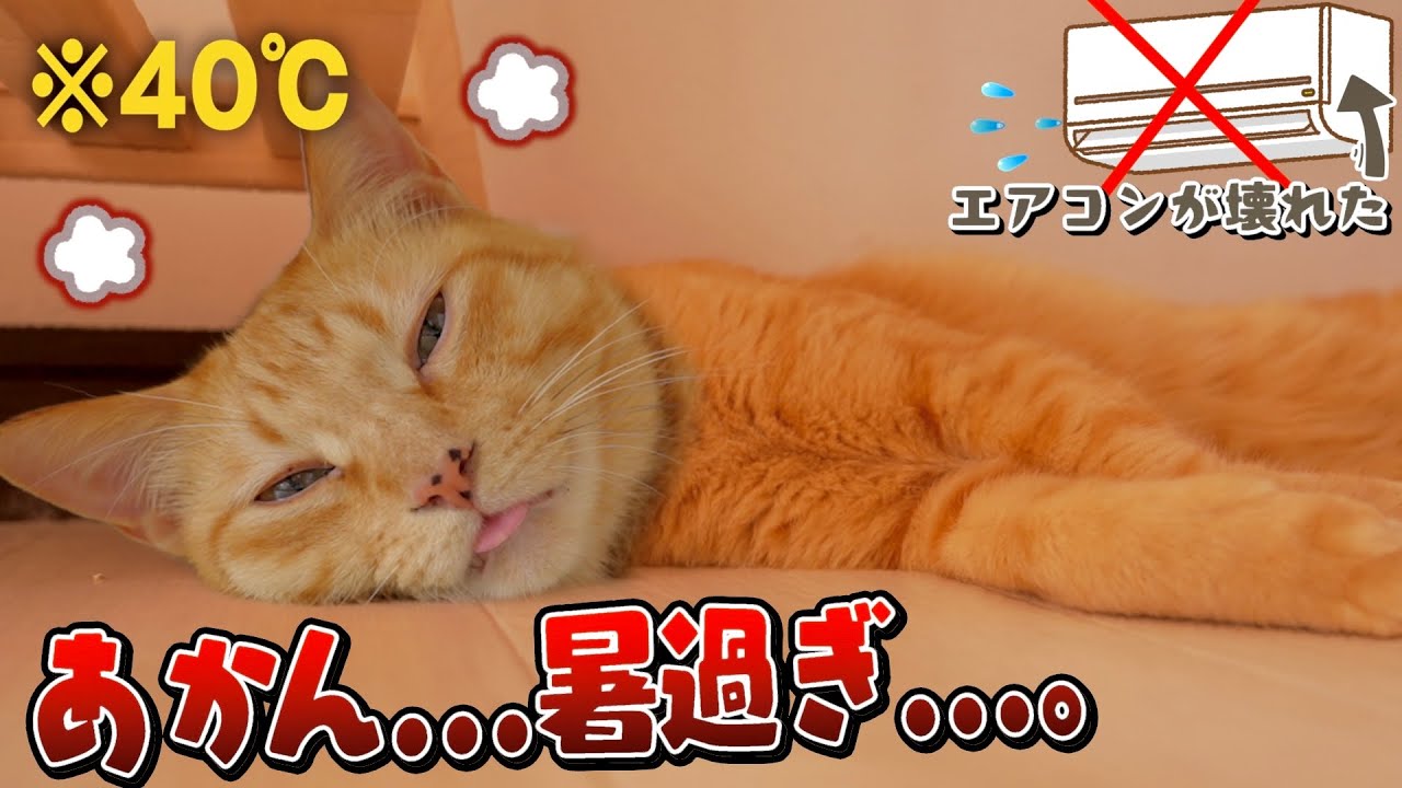 【大ピンチ】エアコン故障。14匹の猫との数日間は想像以上に過酷でした…。