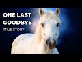 Horse Visits Owner at the Funeral (True Story)