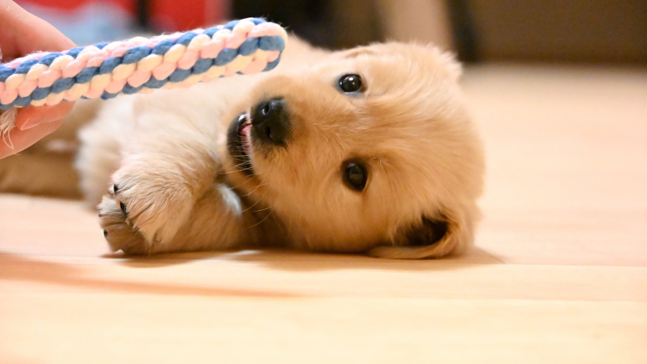 【お迎え初日】ゴールデンレトリバーの子犬がやってきた！大型犬♀が家族になります #1