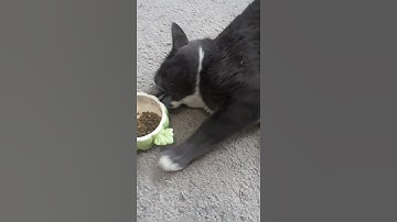 Cat Goes Crazy For Catnip