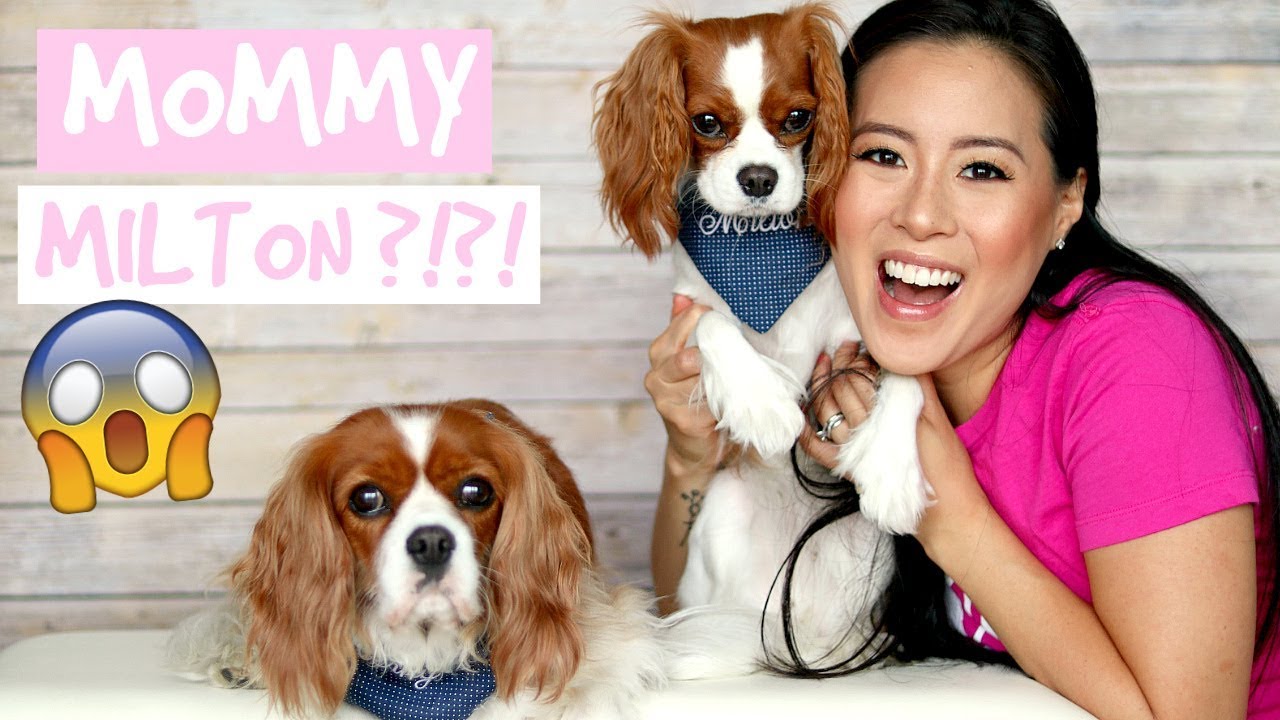 neutering cavalier king charles spaniel