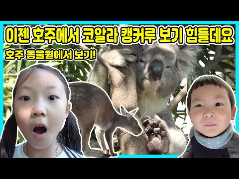 호주산불로 이젠 <strong>코알라</strong> 캥거루를 보기 힘들데요ㅠㅠ 호주 멜버른 동물원에 가서 직접 코알라와 캥거루를 가까이서 보고 왔어요! [사랑아놀자 LOVE&amp;amp;TORY]