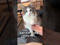 見返りがあるときだけ芸をする猫#shorts #ペットベル