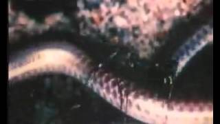 Clint Mansell   Pi r^2   YouTube