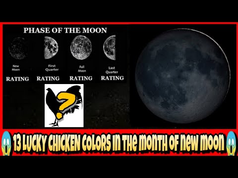 13 LUCKY CHICKEN COLORS IN THE MONTH OF NEW MOON