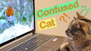 Is it a real mouse? Confused cat Bunka watching games. by Maine Coon Iggy 753 views 3 years ago 2 minutes, 20 seconds