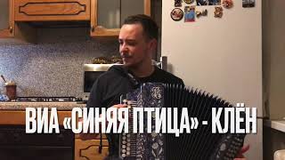 ВИА «Синяя Птица» - Клён 🍁 (кавер на гармони)