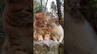 Egg Roll Mother Licked My Fur And Washed My Face Again I Am No Longer A Kitten But My Mother S