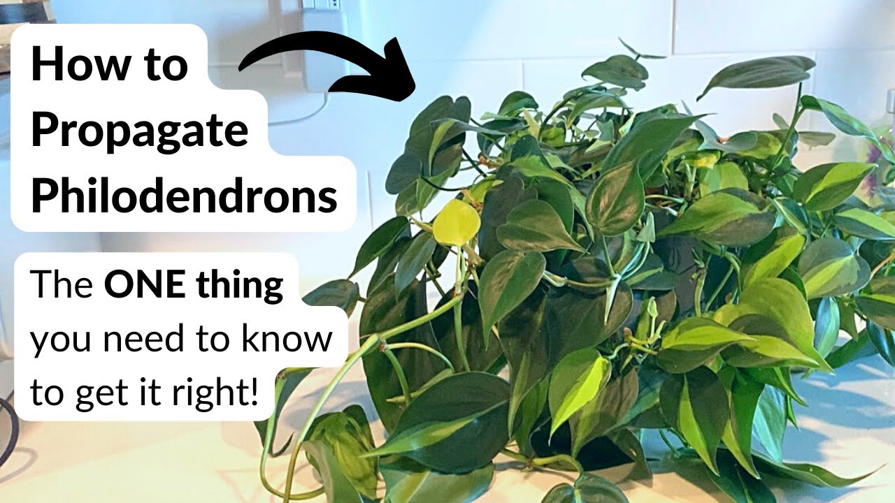 Here's how to propagate philodendrons What you MUST know! 👀 🌿 YouTube