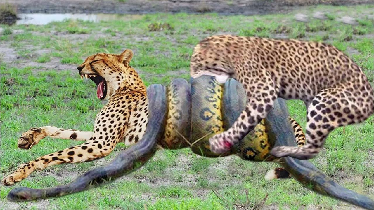 Python vs Tiger which one is dangerous. - YouTube