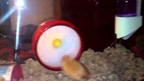 Ginger playing.3gp