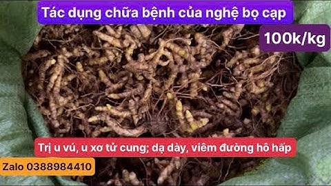 Tác dụng chữa bệnh của nghệ bọ cạp vàng: trị ung bướu, dạ dày, viêm đường hô hấp