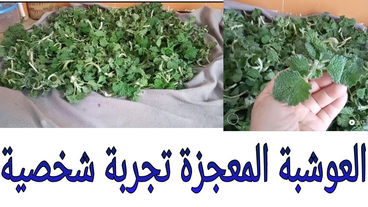 #وصفات#من#عشبة#مروت#مميزاتها#ولعدة#التهابات.            عشبة سخرىة(2025)