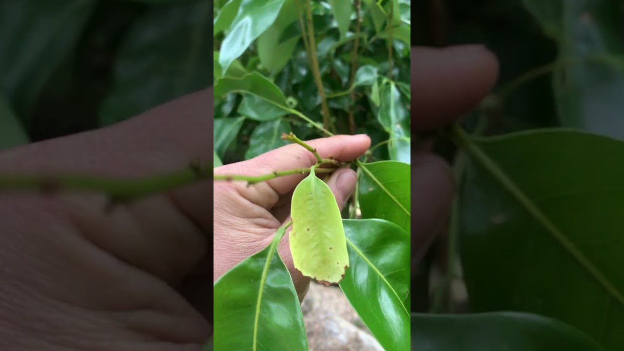 May hơn khôn. Ăn nhau phút bù giờ. Các nhà vườn cứ bình tĩnh không nên manh động , mất tiền oan.