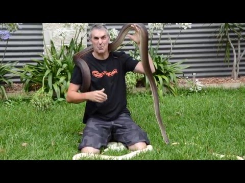 AWESOME OLIVE PYTHONS- CrittaCam
