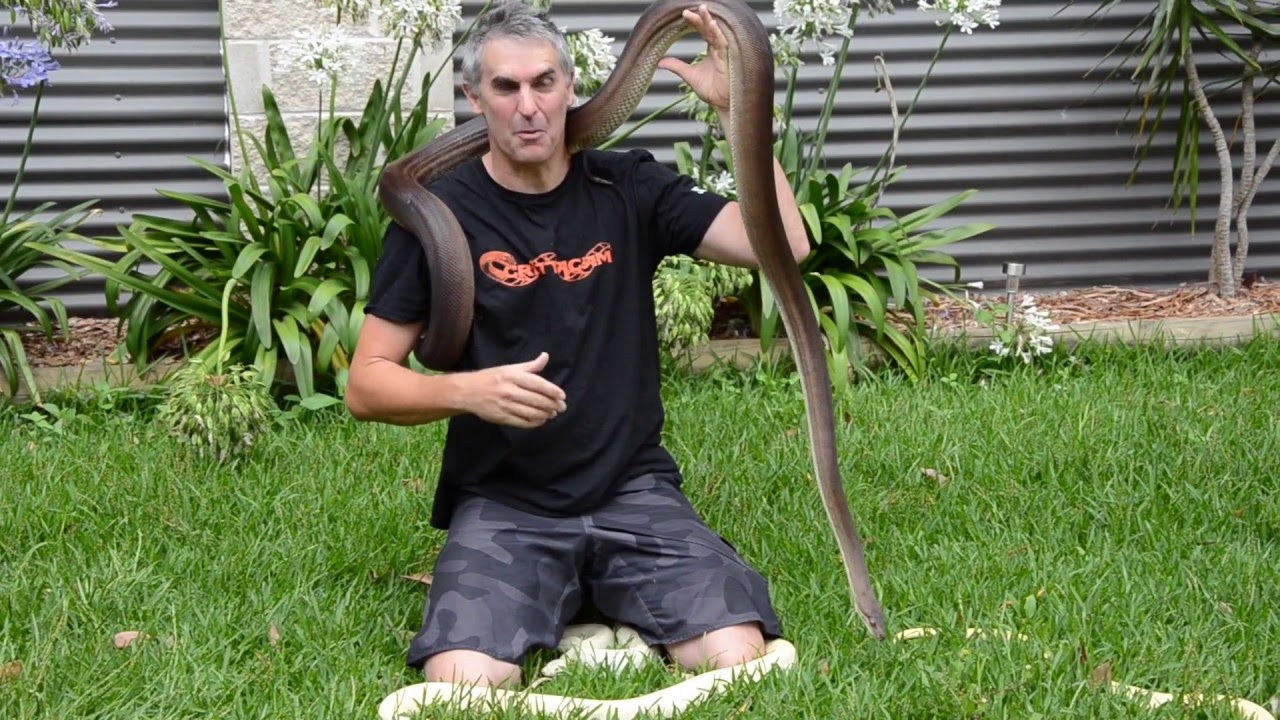 snake oil Australian Olive Pythons - CrittaCam